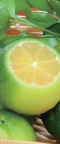 Basil & Citrus scent