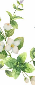 Mint & Jasmine scent
