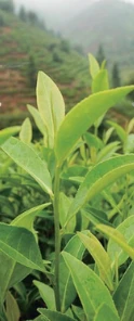 White Tea scent
