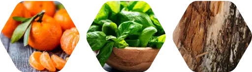 Basil and Citrus - Aroma City Scents for Scenting Machine