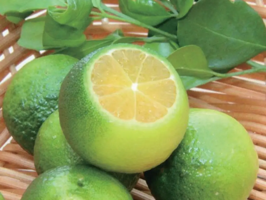 Basil and Citrus - Aroma City Scents for Scenting Machine