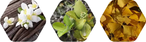 Cashmere - Aroma City Scents for Scenting Machine