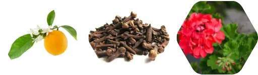 El Nido - Aroma City Scents for Scenting Machine