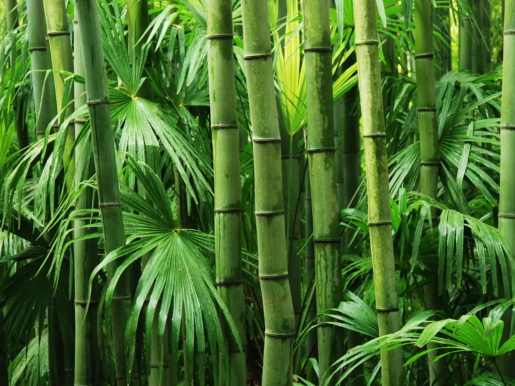 Fresh Bamboo - Aroma City Scents for Scenting Machine