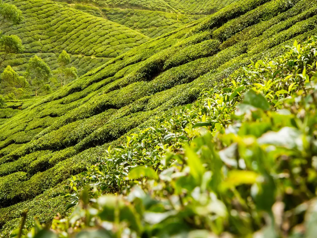 Green Tea - Aroma City Scents for Scenting Machine