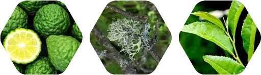 Green Tea - Aroma City Scents for Scenting Machine