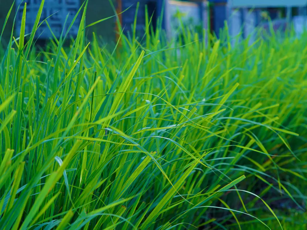 Lemorgrass - Aroma City Scents for Scenting Machine