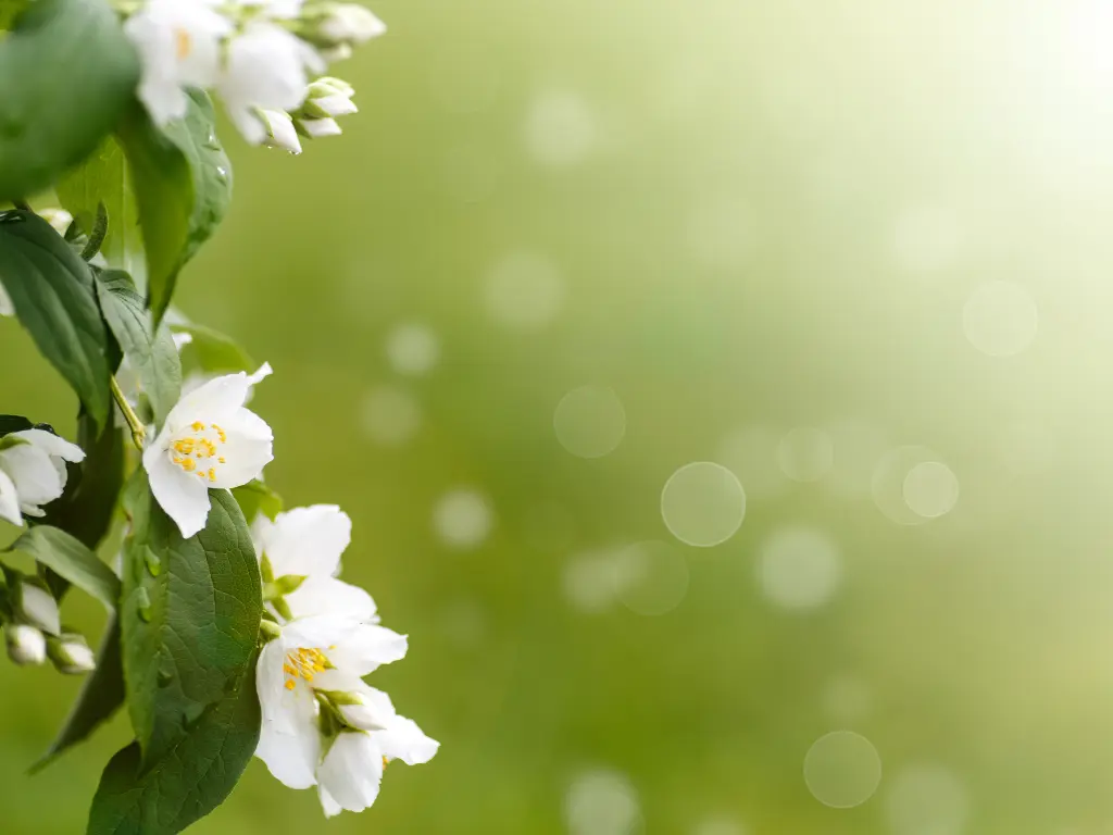 Mint and Jasmine - Aroma City Scents for Scenting Machine