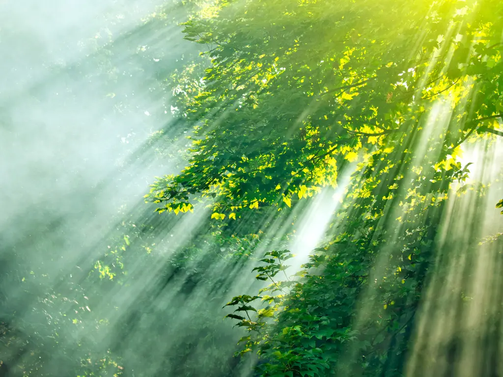 Mist - Aroma City Scents for Scenting Machine