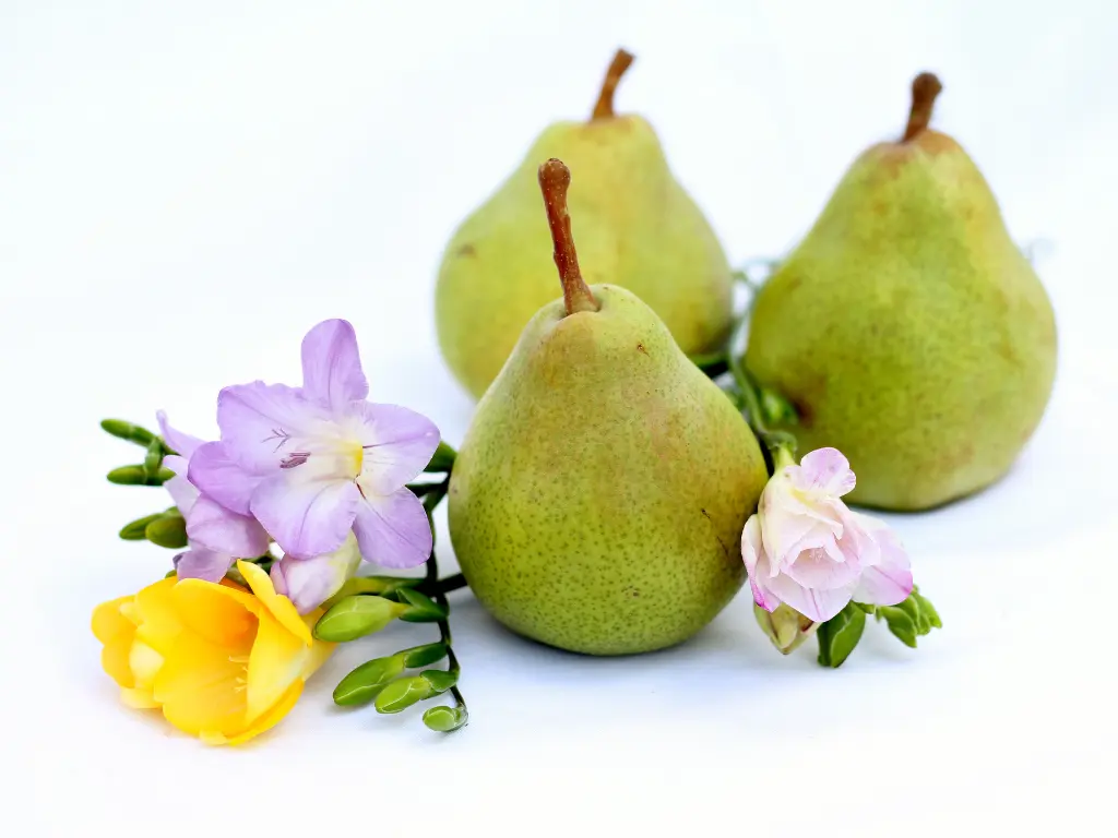 Pear and Freesia - Aroma City Scents for Scenting Machine