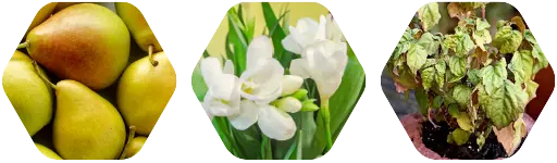 Pear and Freesia - Aroma City Scents for Scenting Machine