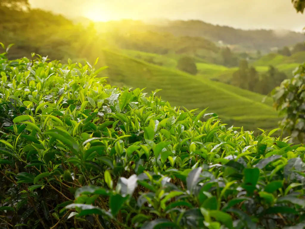 White Tea - Aroma City Scents for Scenting Machine