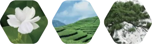 White Tea - Aroma City Scents for Scenting Machine